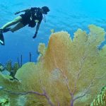 Plongée sous-marine aux Seychelles